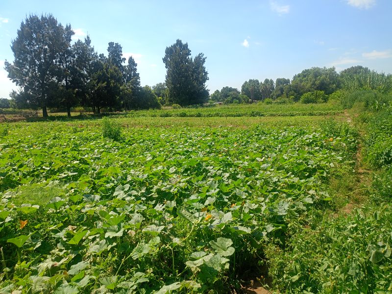 Income-Generating Smallholding with Established Vegetable Garden - Photo 5
