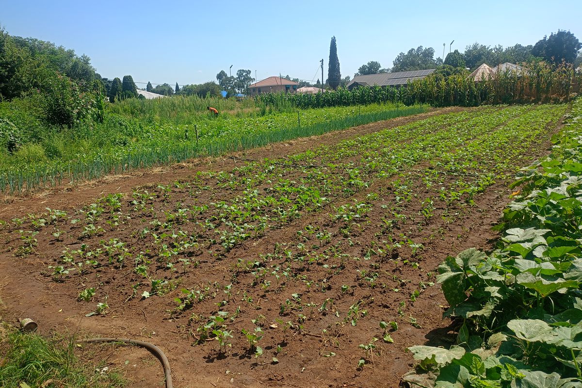 Income-Generating Smallholding with Established Vegetable Garden - Photo 2