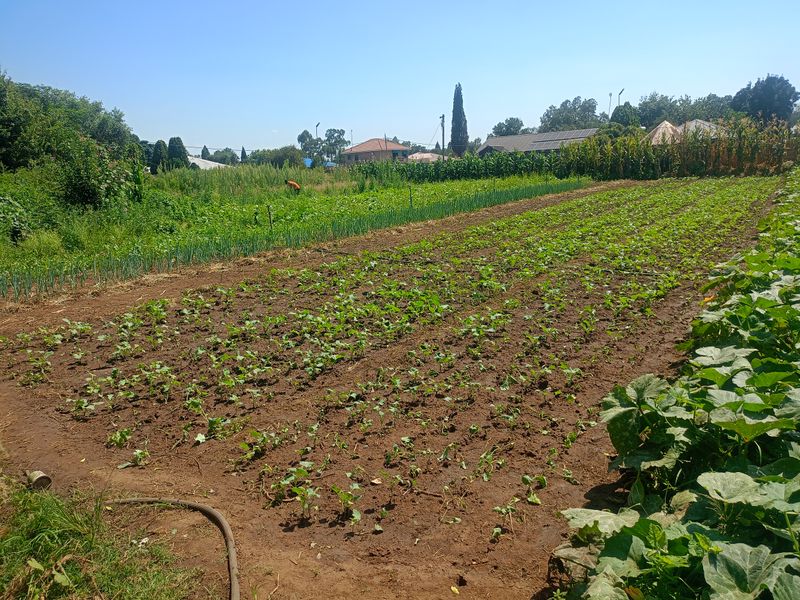 Income-Generating Smallholding with Established Vegetable Garden - Photo 2
