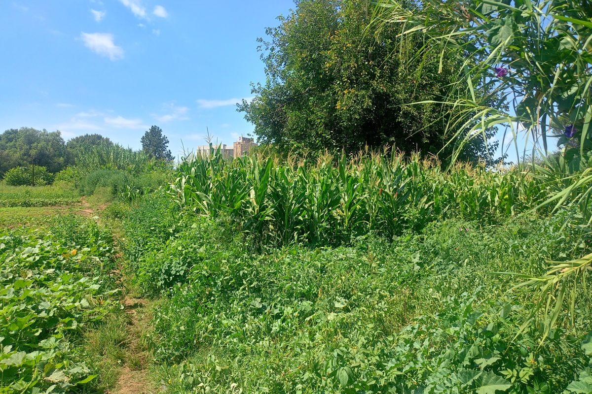 Income-Generating Smallholding with Established Vegetable Garden - Photo 3