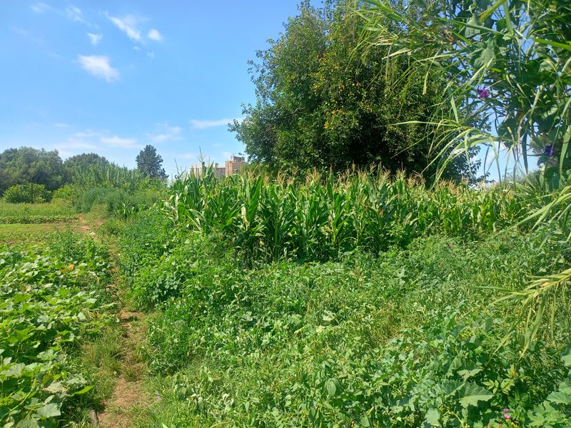 Income-Generating Smallholding with Established Vegetable Garden - Photo 3