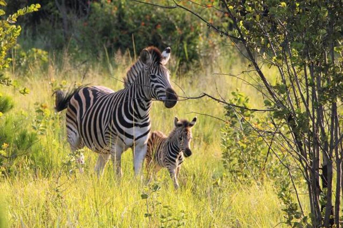 Luxury Bushveld Living Begins With Your Vision - Photo 4
