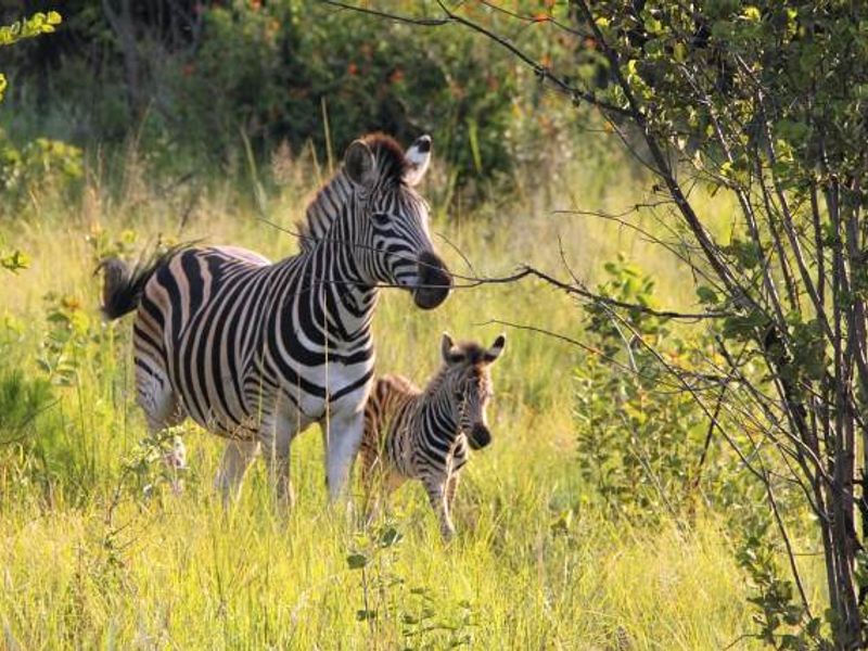 Luxury Bushveld Living Begins With Your Vision - Photo 4