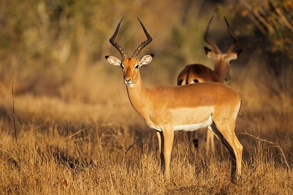 Luxury Bushveld Living Begins With Your Vision - Photo 5
