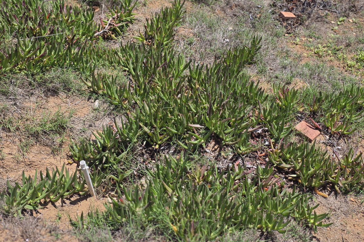 Vacant Land Residential For Sale In Mossel Bay - Photo 2