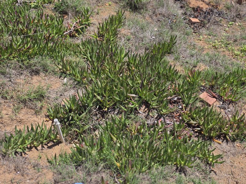 A close-up view of natural ground cover and vegetation on the vacant residential land plot.