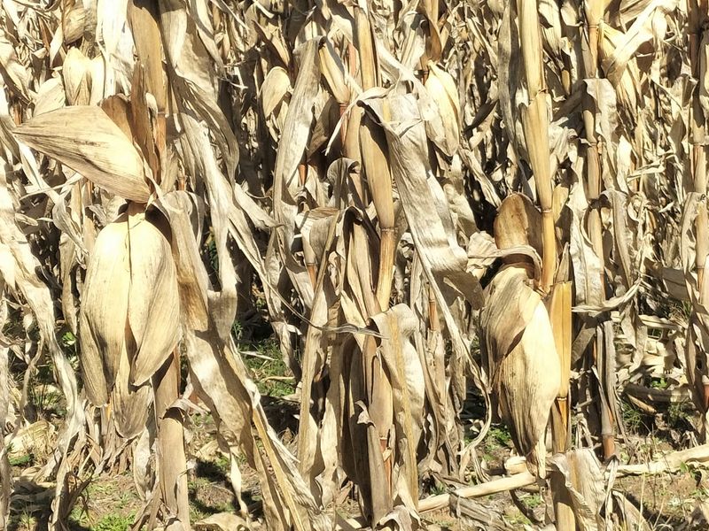 High potential mixed Farm in Bethlehem - Photo 7