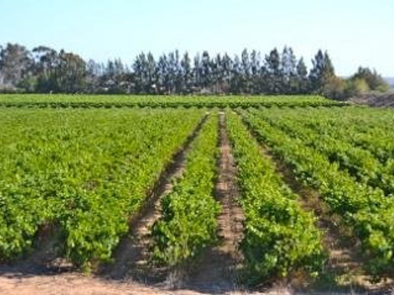 Auction in Lutzville: Water-Rich farm, Western Cape - Photo 2