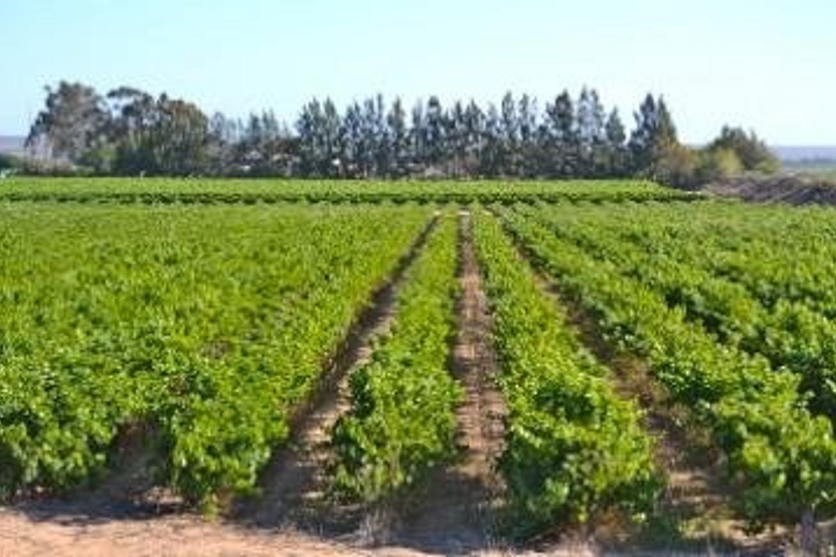 Auction in Lutzville: Water-Rich farm, Western Cape - Photo 2