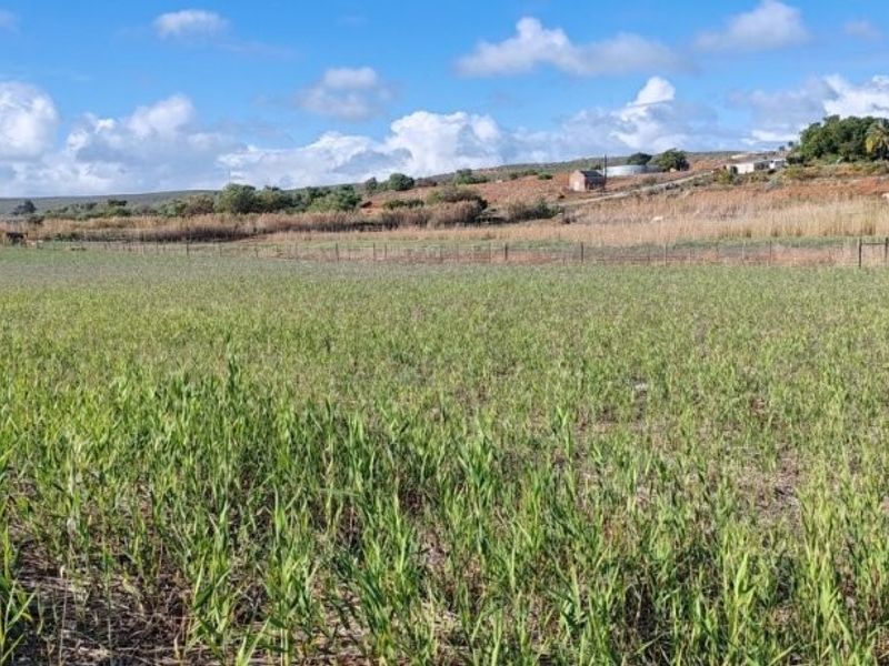 Auction in Lutzville: Water-Rich farm, Western Cape - Photo 4
