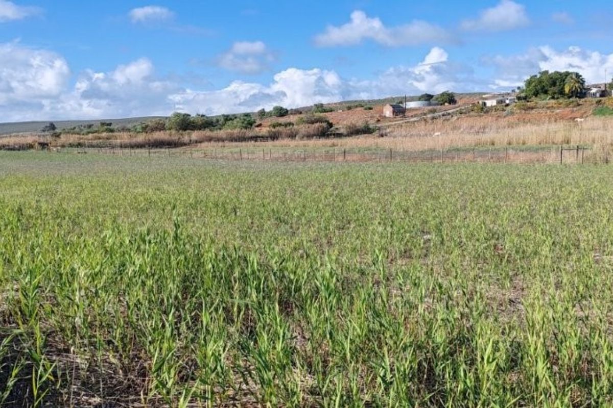 Auction in Lutzville: Water-Rich farm, Western Cape - Photo 4