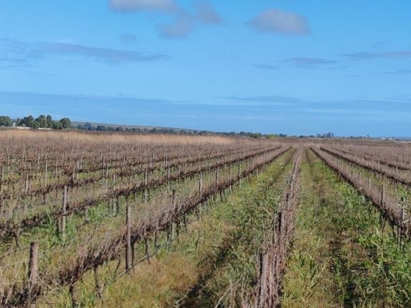 Auction in Lutzville: Water-Rich farm, Western Cape - Photo 3