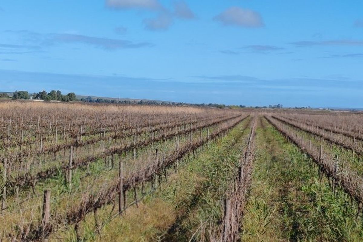 Auction in Lutzville: Water-Rich farm, Western Cape - Photo 3