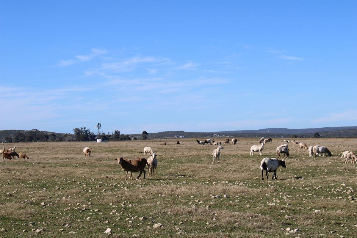 Lifestyle Farm for Sale in Riversdale. - Photo 3