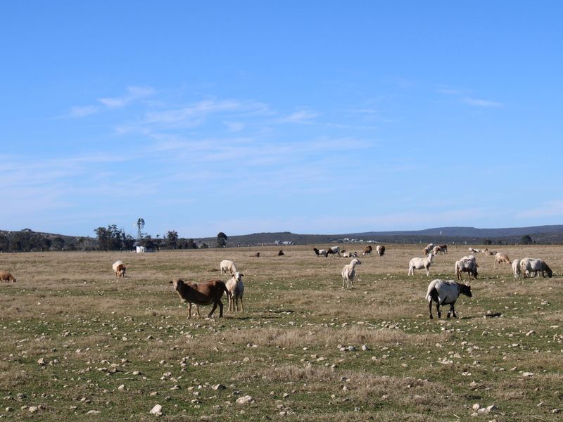 Lifestyle Farm for Sale in Riversdale. - Photo 3