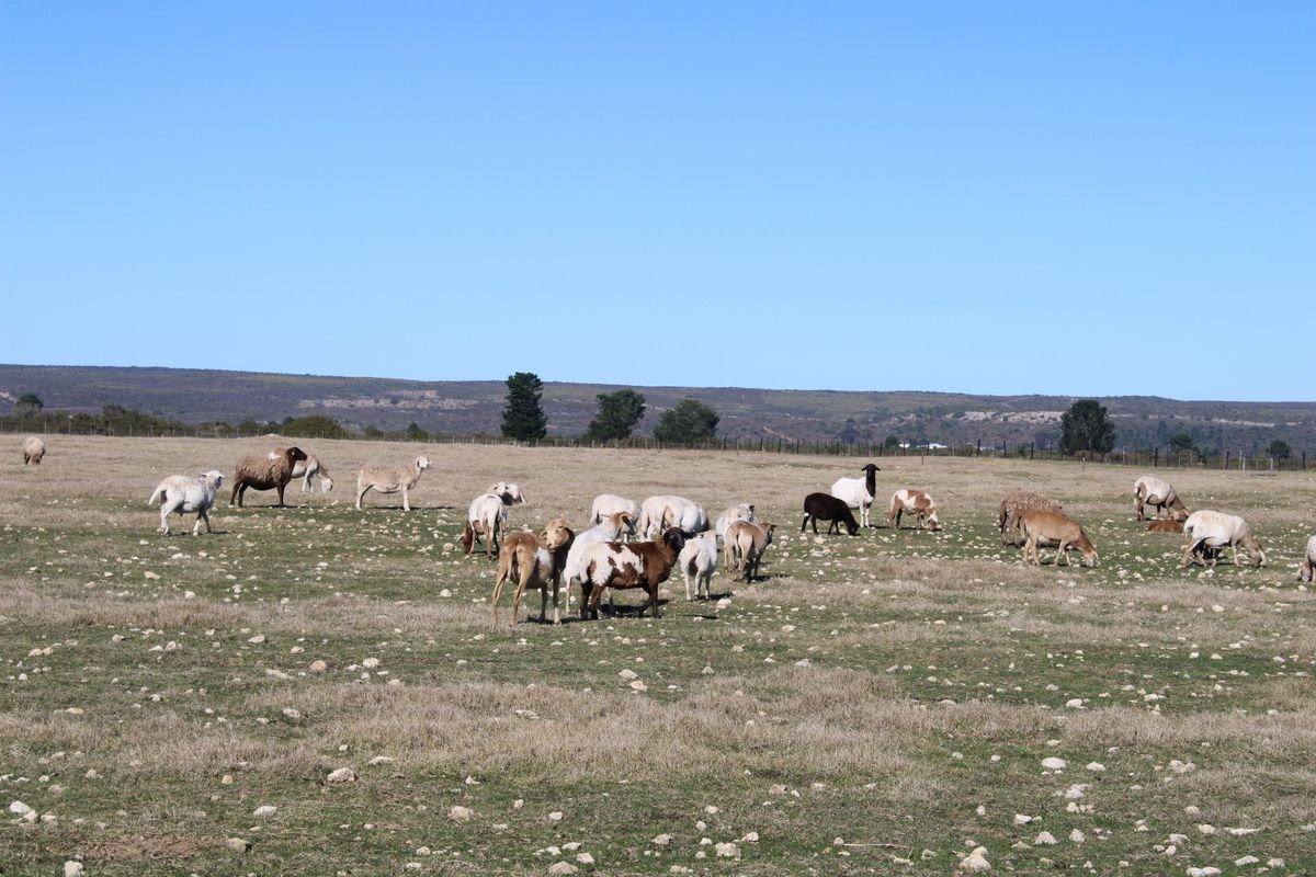 Lifestyle Farm for Sale in Riversdale. - Photo 2