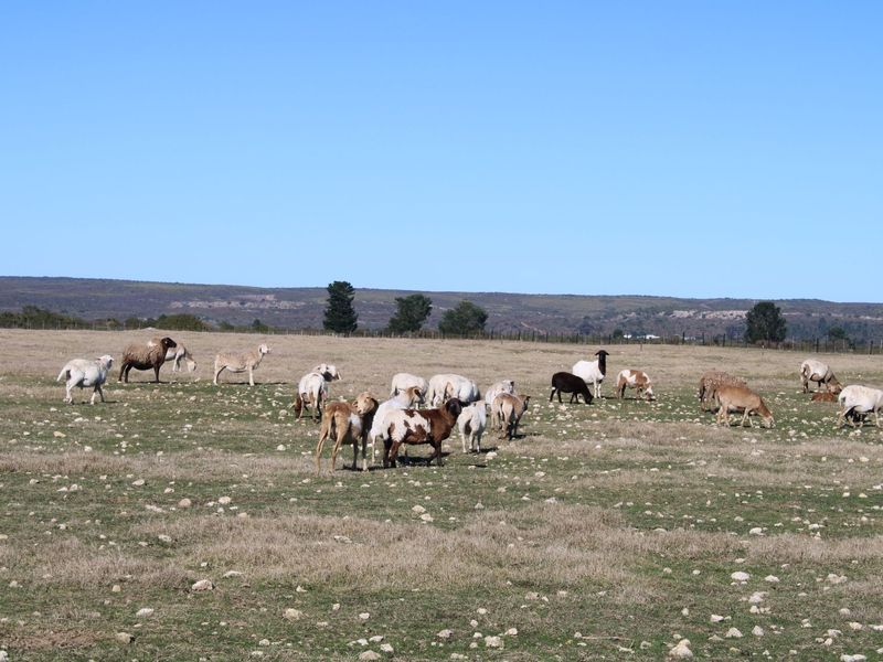 Lifestyle Farm for Sale in Riversdale. - Photo 2