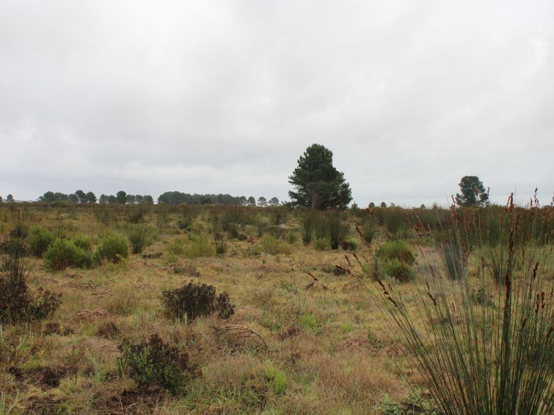 Lifestyle Farm for Sale in Riversdale. - Photo 10