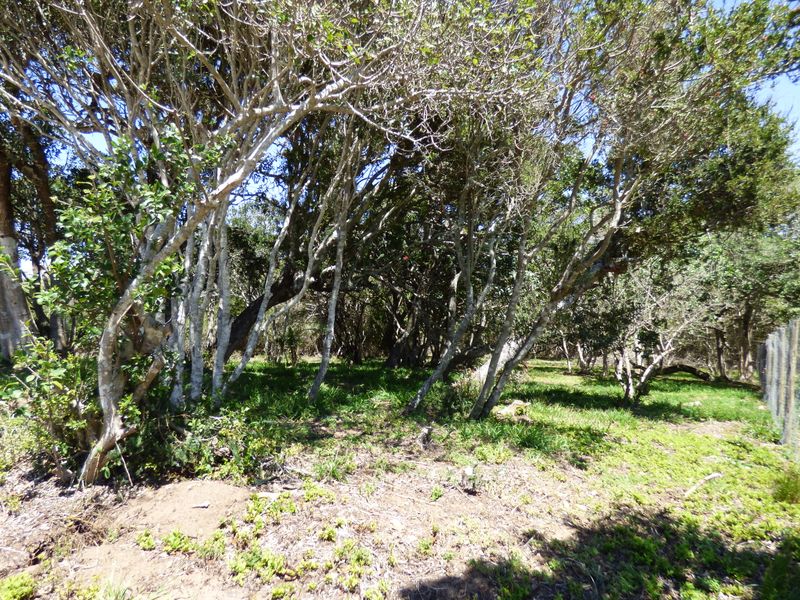 Build Your Coastal Escape in Kleinemonde - Photo 10