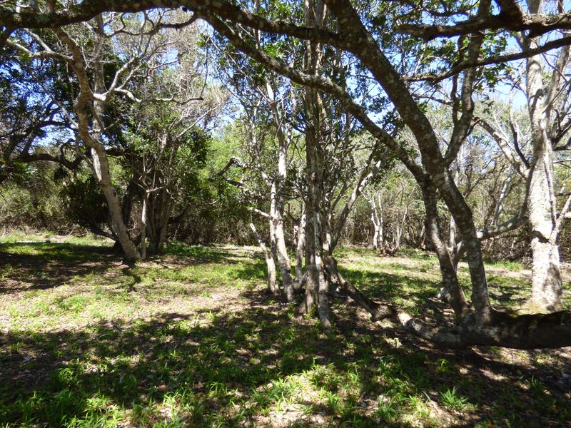 Build Your Coastal Escape in Kleinemonde - Photo 9