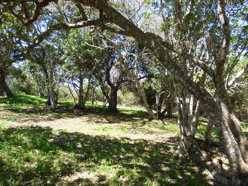 Build Your Coastal Escape in Kleinemonde - Photo 8