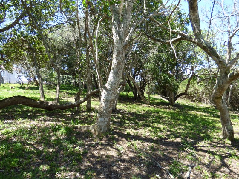 Build Your Coastal Escape in Kleinemonde - Photo 7