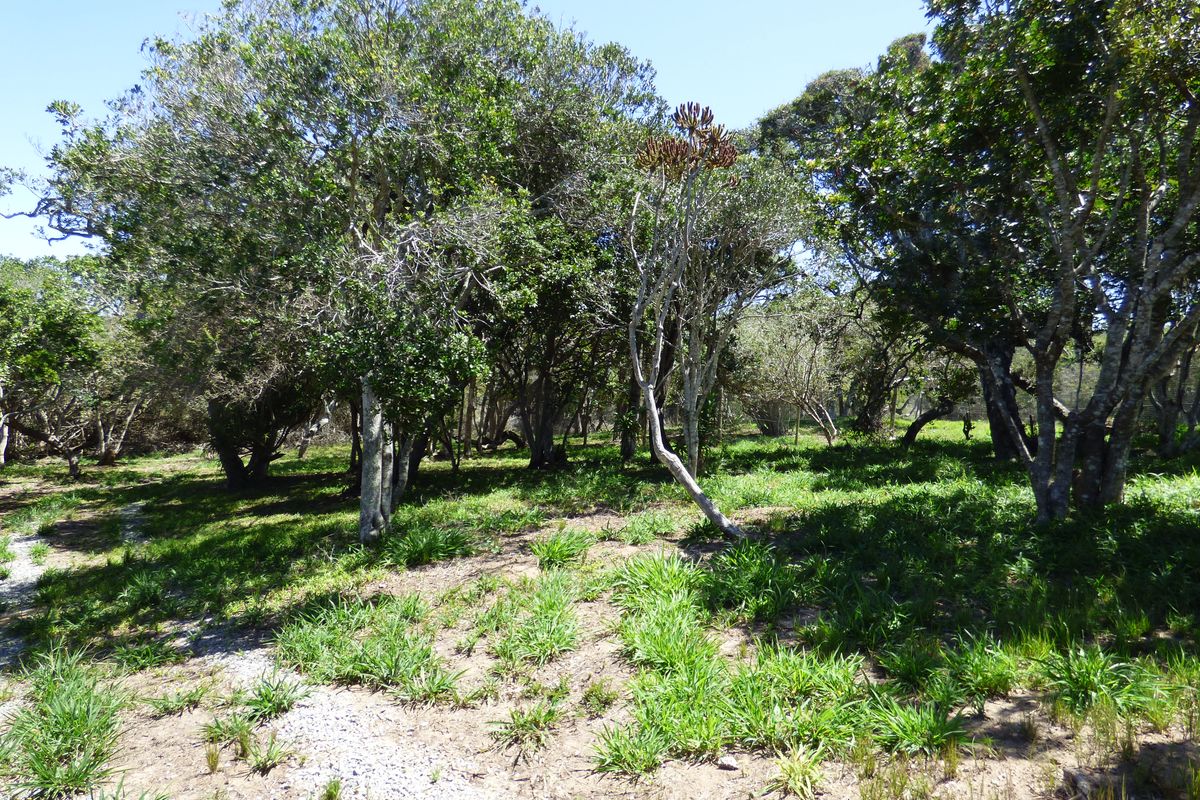 Build Your Coastal Escape in Kleinemonde - Photo 5