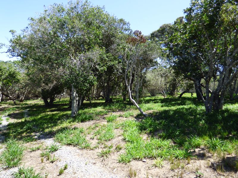 Build Your Coastal Escape in Kleinemonde - Photo 5