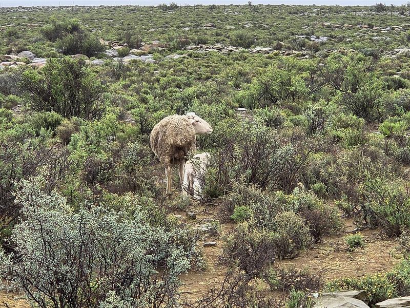 FRASERBURG SHEEP/GAME FARM WITH TOURISM POTENTIAL - Photo 10