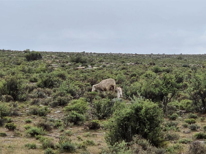 FRASERBURG SHEEP/GAME FARM WITH TOURISM POTENTIAL - Photo 9