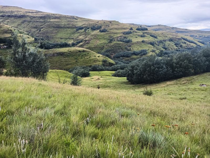 Scenic Otto du Plessis Pass Grassland Farm - Photo 8