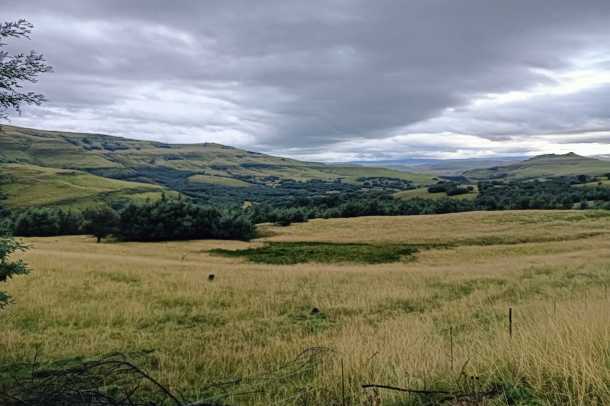 Scenic Otto du Plessis Pass Grassland Farm - Photo 3
