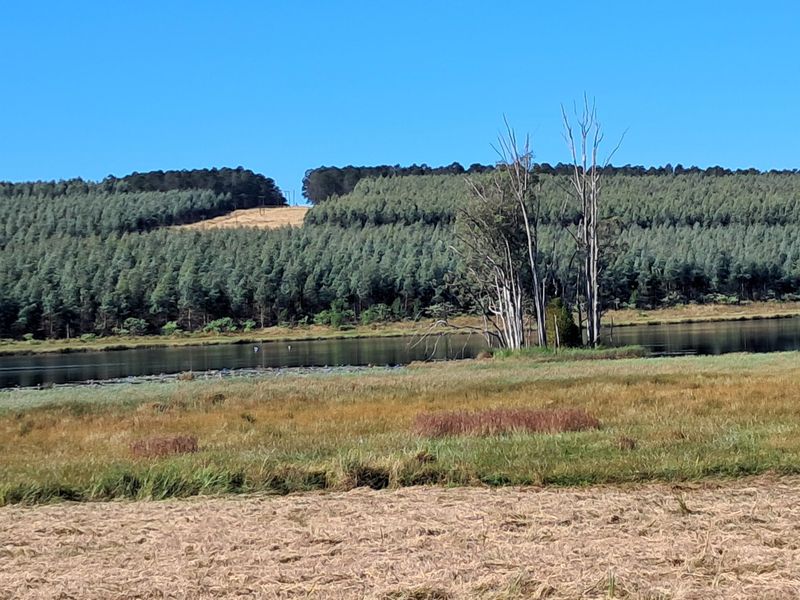 Build Your Dream Home in Tranquil Bird Valley Estate - Photo 10