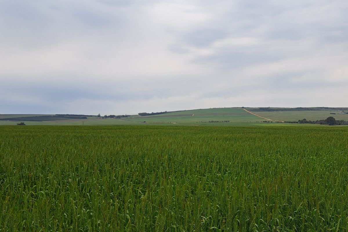 PRODUCTIVE AGRICULTURAL LAND - Photo 5