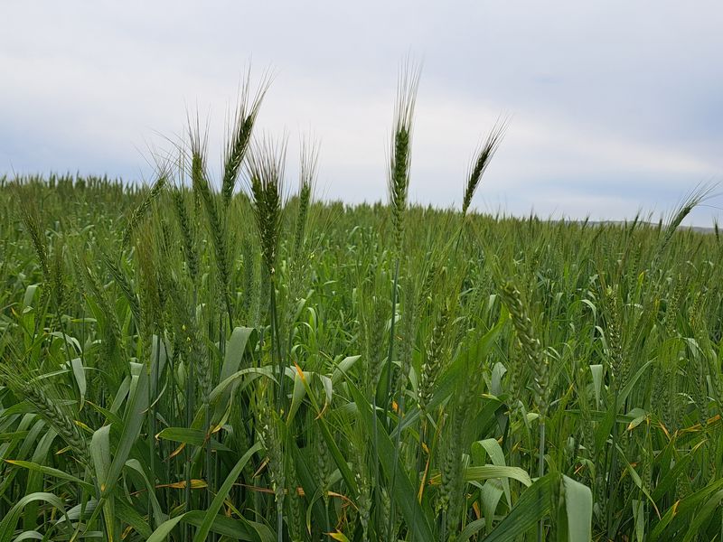 A view of a lush green wheat field on the farm, showcasing the agricultural land and crop growth.
