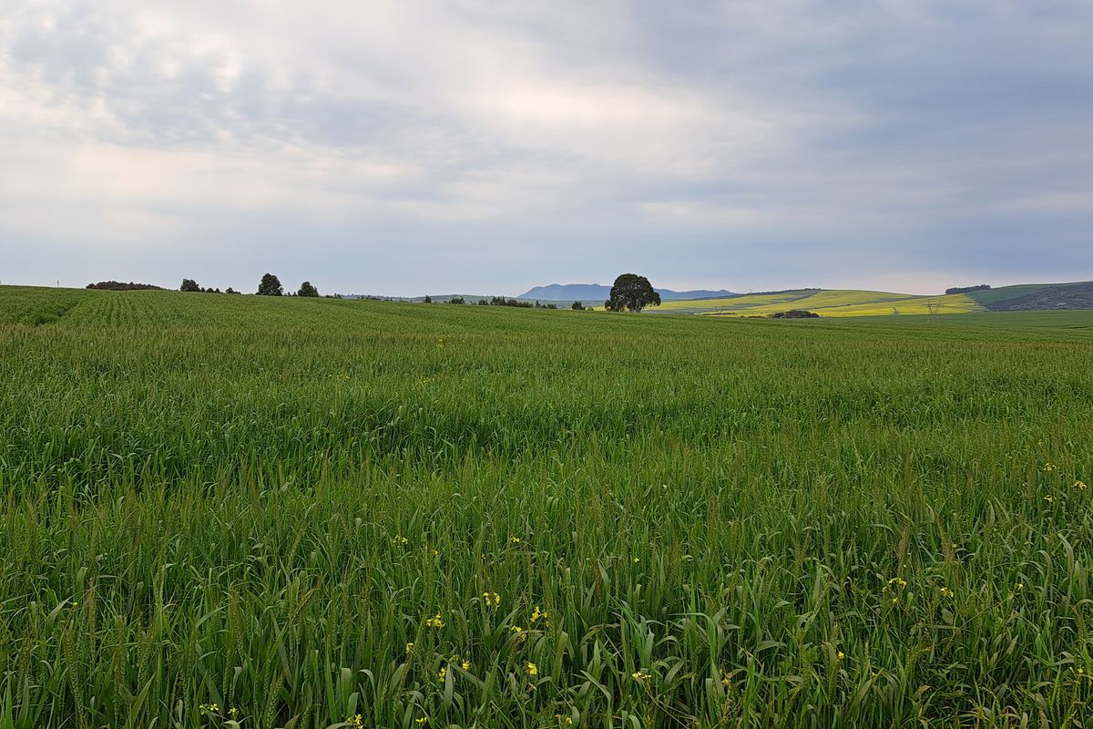 Expansive view of lush green agricultural farmland under a cloudy sky, showcasing the open landscape and natural terrain of the property.