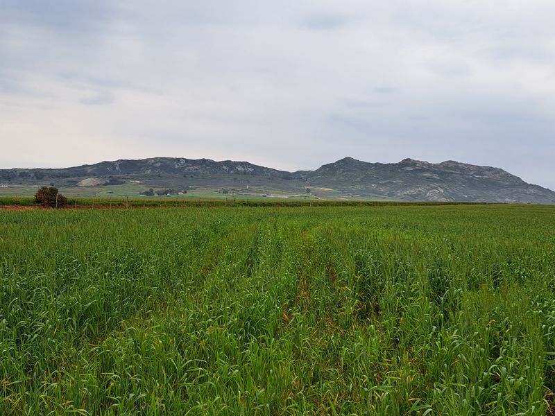 Expansive agricultural farmland featuring lush green crops with scenic mountain views in the background.