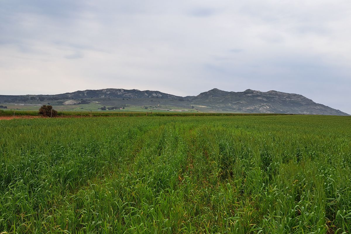 Expansive agricultural farmland featuring lush green crops with scenic mountain views in the background.