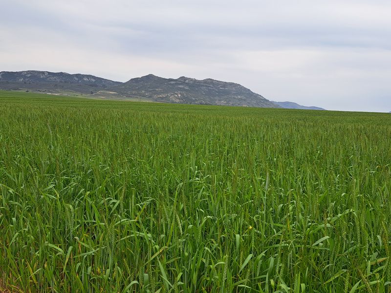 Expansive green agricultural fields stretching towards a scenic mountain range under a cloudy sky.
