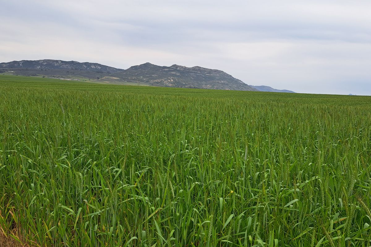 Expansive green agricultural fields stretching towards a scenic mountain range under a cloudy sky.