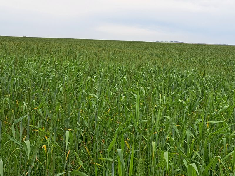 Expansive view of a lush green agricultural crop field, showcasing the fertile land and open landscape of the farm property.