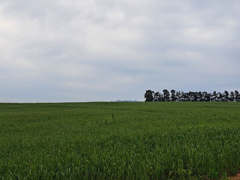 A wide-angle view of the expansive green agricultural fields on the farm, featuring a line of trees on the horizon under a cloudy sky.