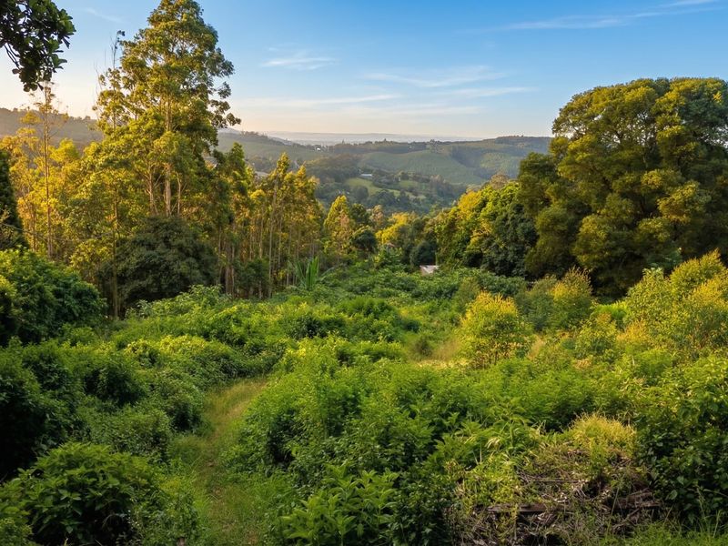 A scenic view of a lush, green, sloped landscape with dense native vegetation and rolling hills in the background.