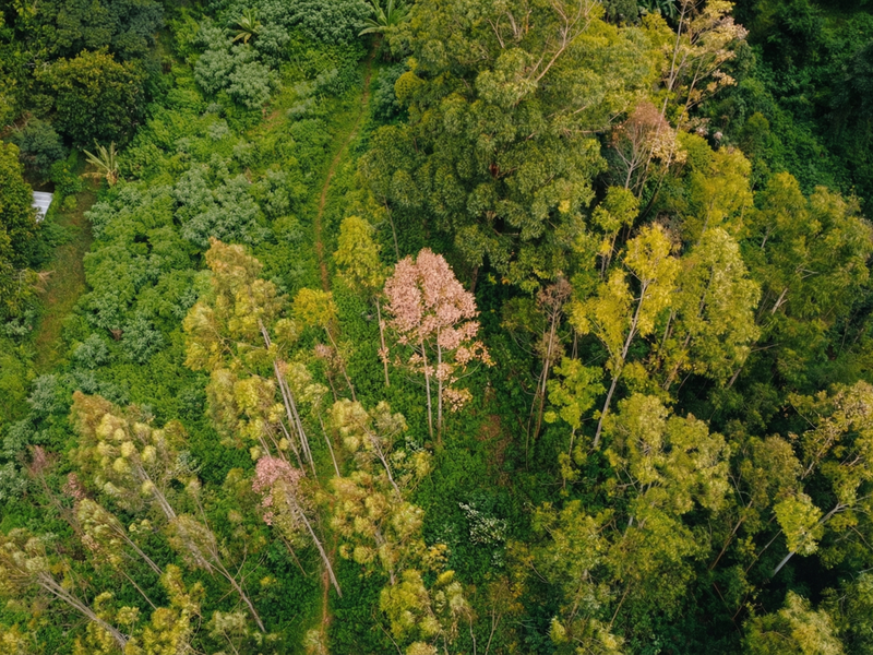 An aerial view of a densely wooded residential plot featuring mature trees and natural vegetation.