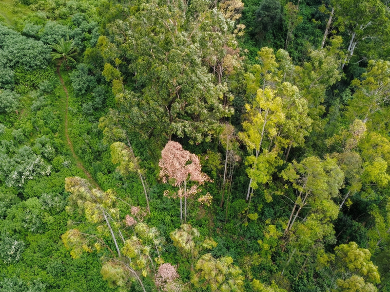 An aerial view of a densely wooded residential land plot featuring mature trees and natural vegetation.