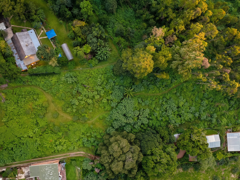 Aerial view of a large, heavily wooded residential plot featuring dense natural vegetation and established tree cover.