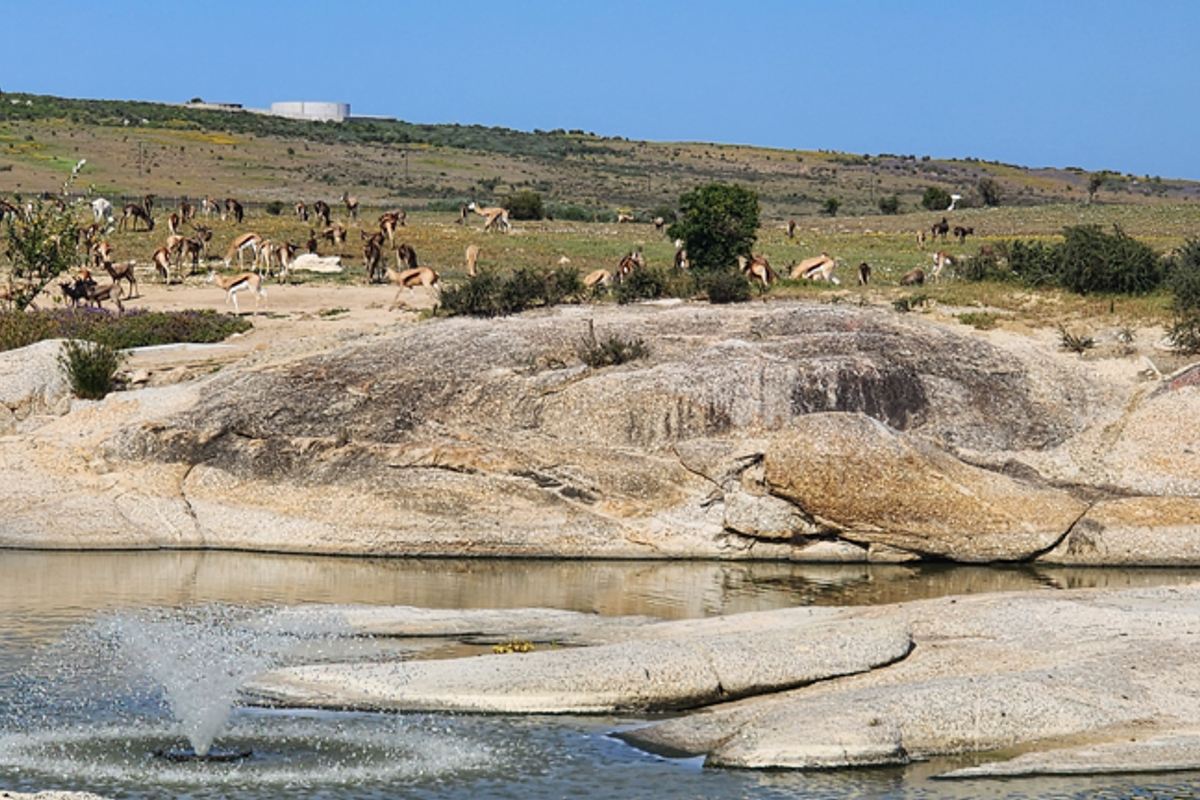 A scenic view of a natural landscape featuring large rock formations, a pond with a water feature, and open grazing land.