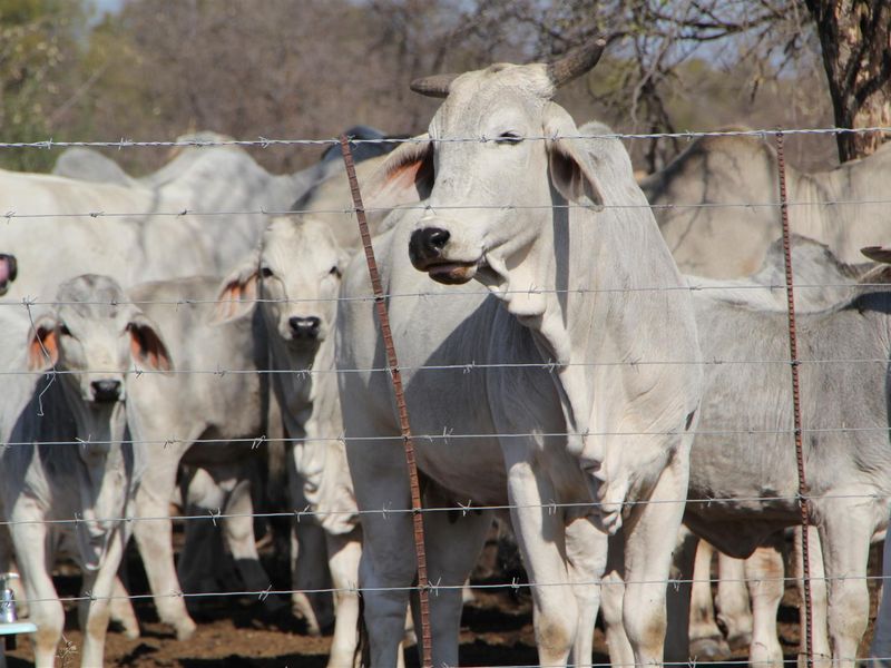 Vryburg: Farm for Sale, Brussels – 2334 ha - Photo 9