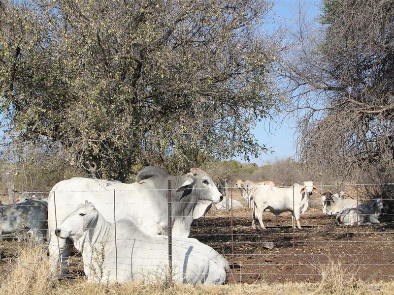 Vryburg: Farm for Sale, Brussels – 2334 ha - Photo 8