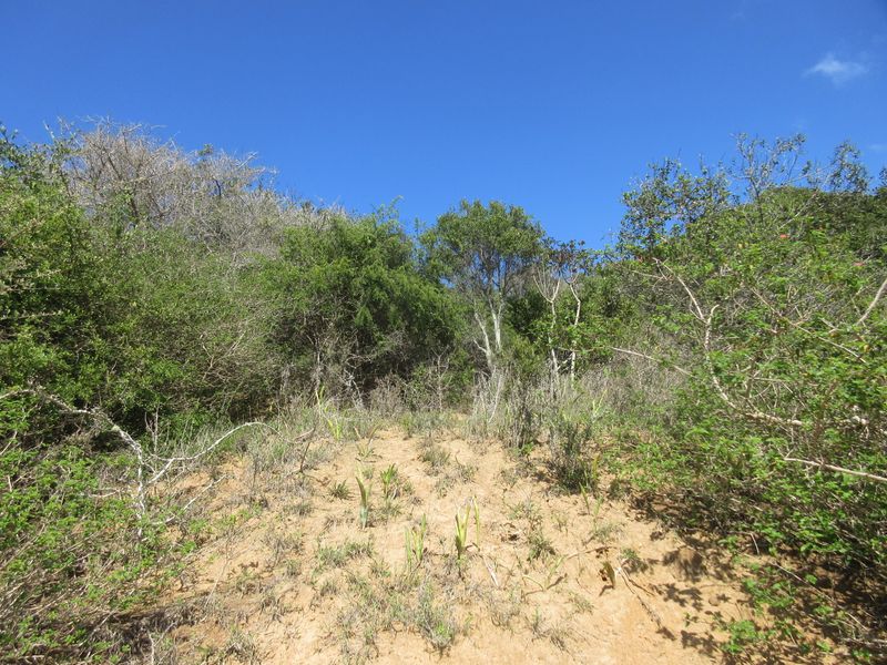 Large Corner Plot for Sale in the Port Alfred Country Club Estate - Photo 7